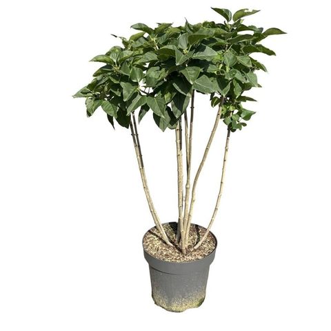 Syringa vulgaris 'Michel Buchner'