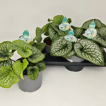 Brunnera macrophylla 'Sea Heart'