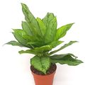 Aglaonema 'B.J. Freedman'