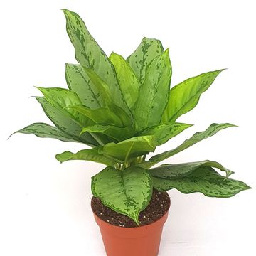 Aglaonema 'B.J. Freedman'