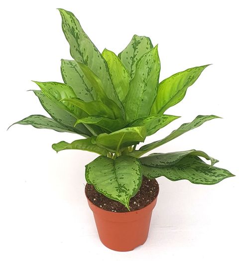 Aglaonema 'B.J. Freedman'