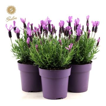 Lavandula stoechas 'Anouk Purple Breeze'