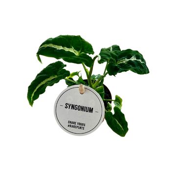 Syngonium wendlandii