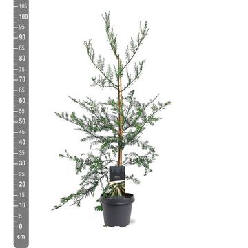 Sequoia sempervirens 'Adpressa'