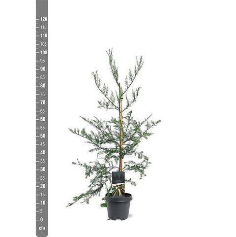 Sequoia sempervirens 'Adpressa'