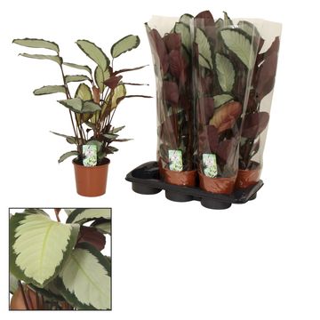 Calathea picturata 'Argentea'