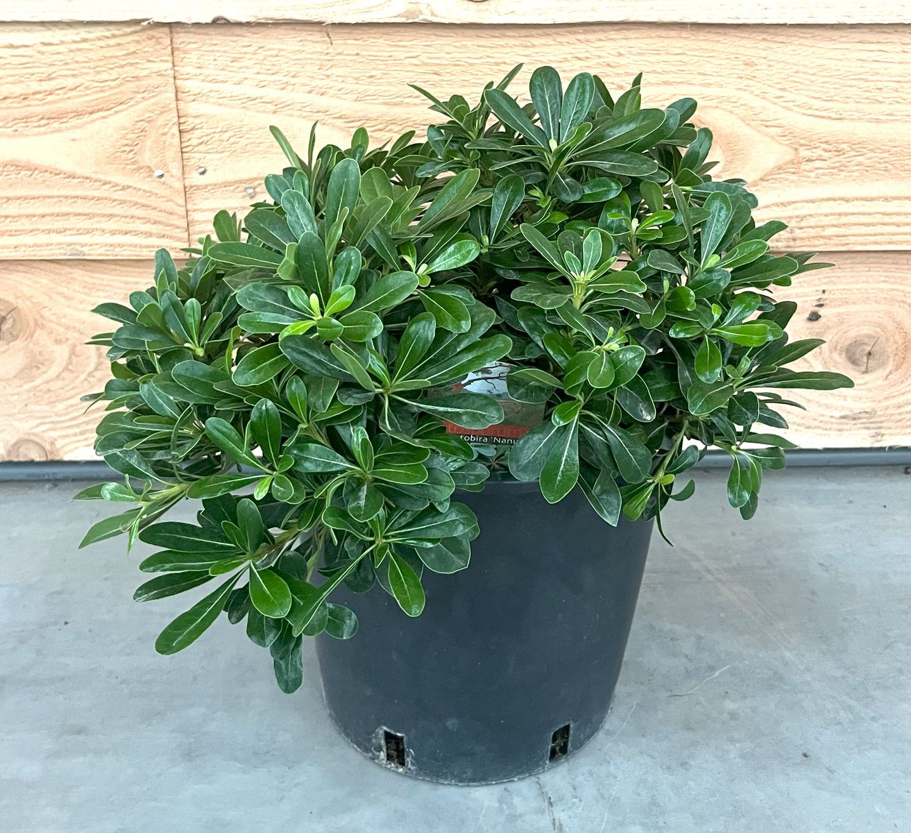 Pittosporum tobira 'Nanum' — Plant Wholesale FlorAccess