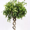 Ficus benjamina 'Exotica'