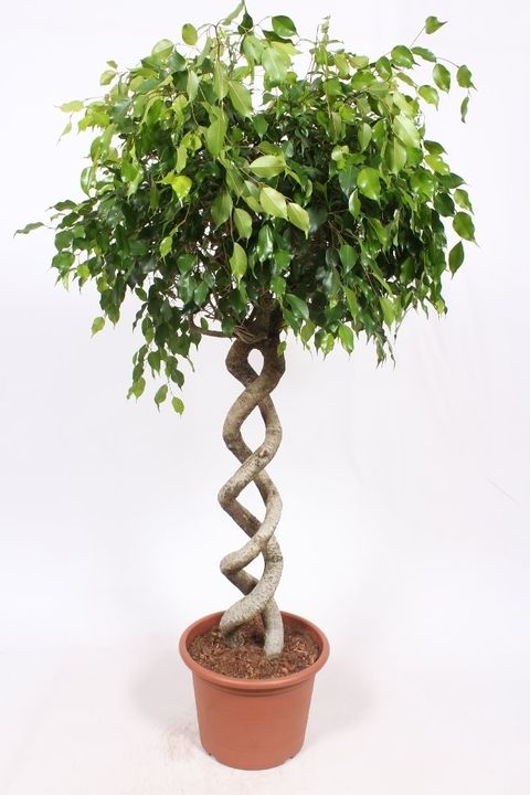 Ficus benjamina 'Экзотика'