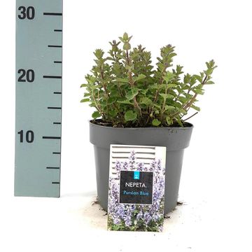 Nepeta 'Purrsian Blue'