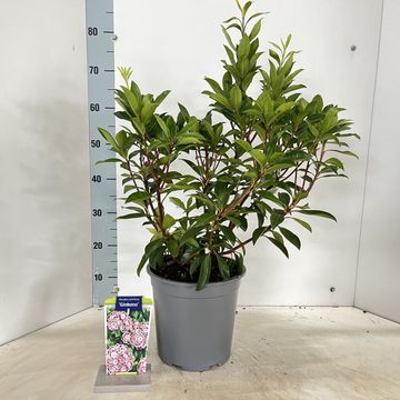 Kalmia latifolia 'Ginkona'