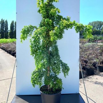 Robinia pseudoacacia TWISTY BABY