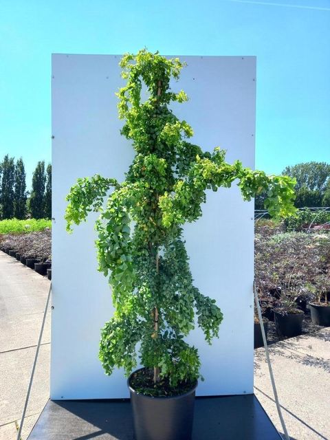 Robinia pseudoacacia TWISTY BABY