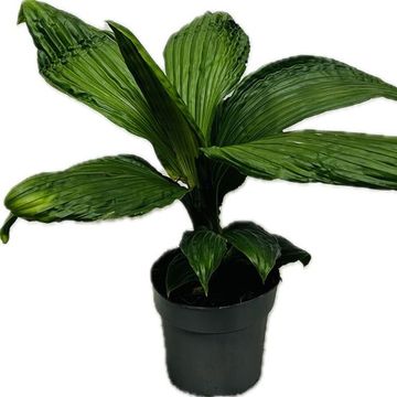 Carludovica 'Jungle Drum'