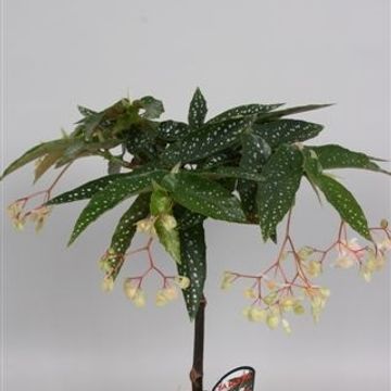 Begonia 'Tamaya White'