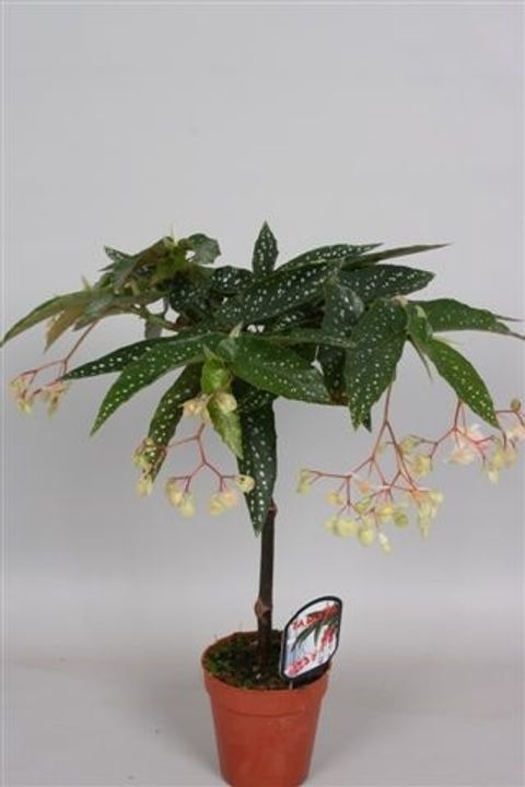 Begonia 'Tamaya White'