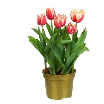 Тюльпан 'Double Focus'