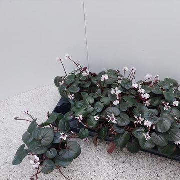 Cyclamen coum 'Cyberia White'