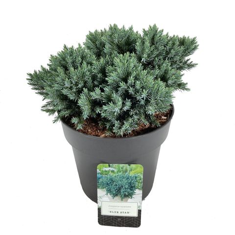 Juniperus squamata 'Blue Star'