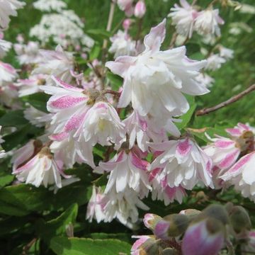 Deutzia scabra