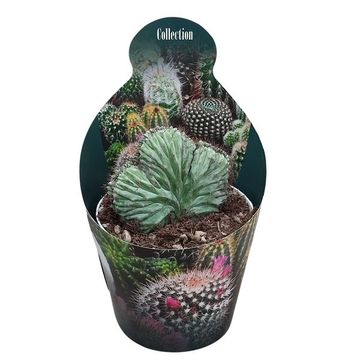 Polaskia chichipe cristata