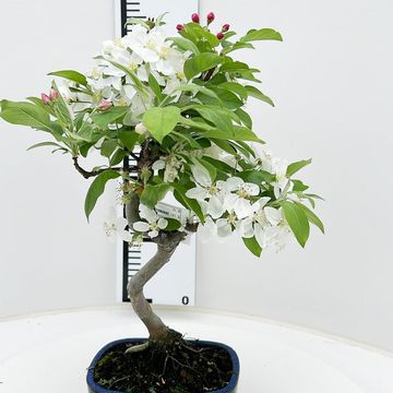 Malus halliana