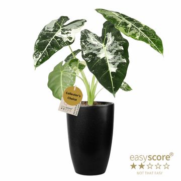 Alocasia micholitziana 'Frydek Variegata'