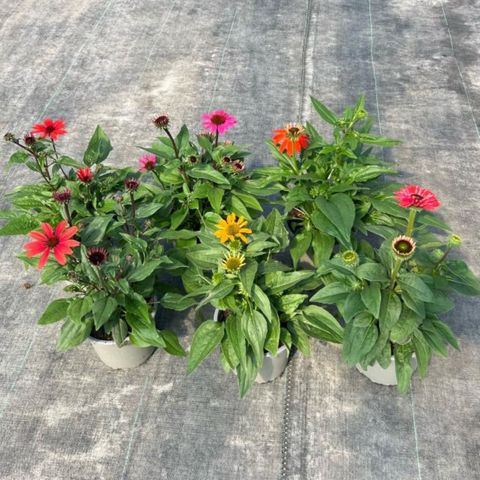 Echinacea purpurea MIX
