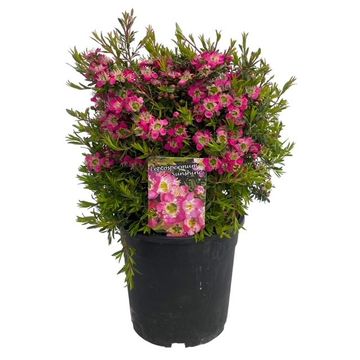 Leptospermum 'Sunshine'