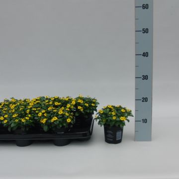 Sanvitalia procumbens