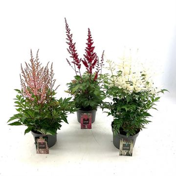 Astilbe MIX