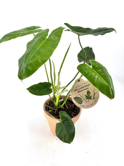 Filodendro burle-marxii