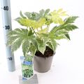 Fatsia japonica 'Spider's Web'