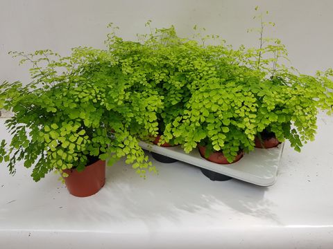 Adiantum raddianum 'Fragrans'