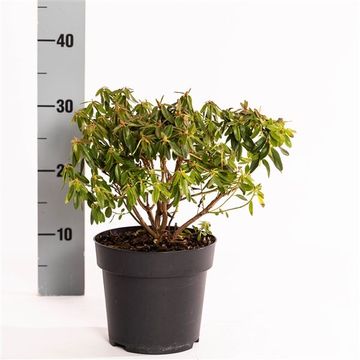 Rhododendron 'Night Sky'