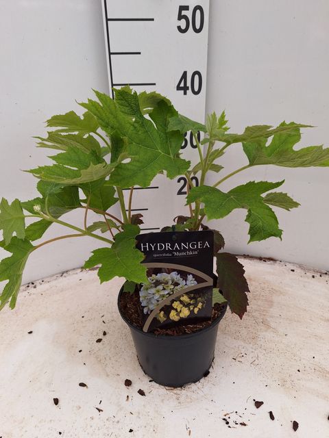 Hydrangea quercifolia 'Munchkin'
