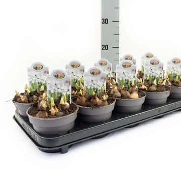 Galanthus elwesii 'Polar Bear'