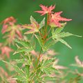 Acer palmatum 'Taylor'
