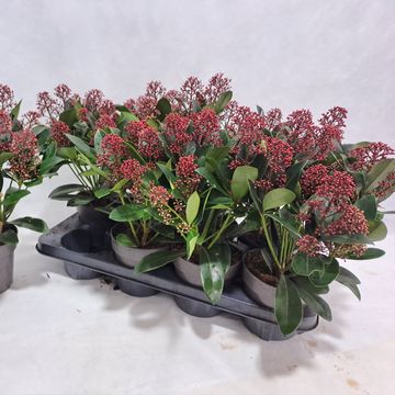 Skimmia japonica 'Rubella'