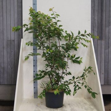 Prunus 'Accolade'