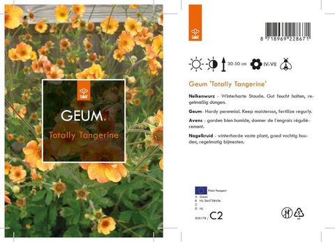 Geum 'Totally Tangerine'