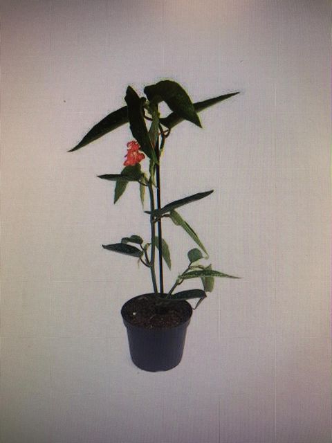 Begonia albopicta 'Rosea'