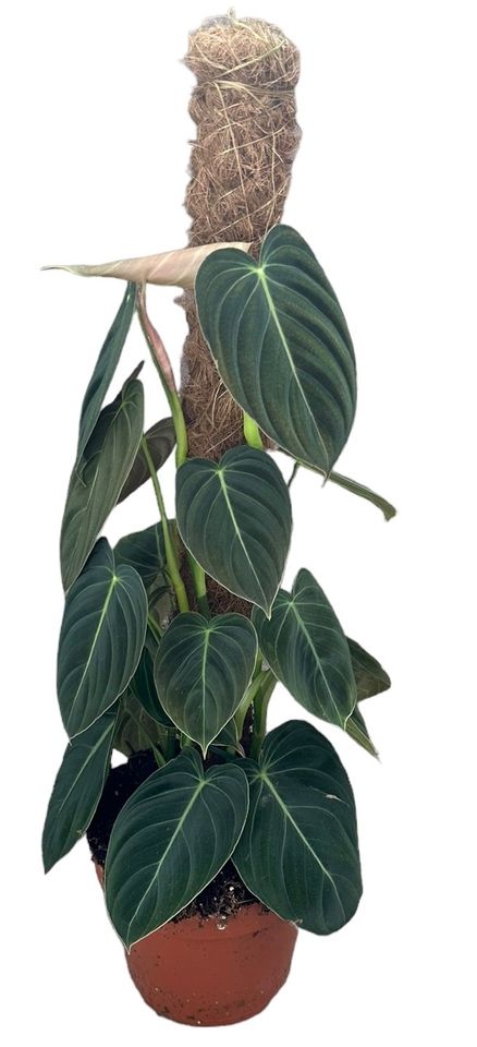 Philodendron melanochrysum