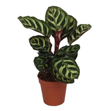Calathea makoyana