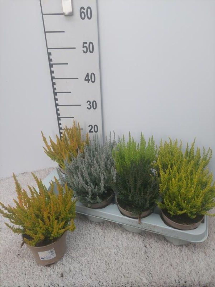 Calluna vulgaris SUNSET MIX — Plant Wholesale FlorAccess