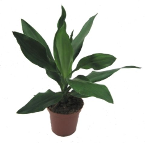 Dracaena fragrans 'Janet Lind'