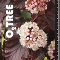 Physocarpus opulifolius 'Diabolo'