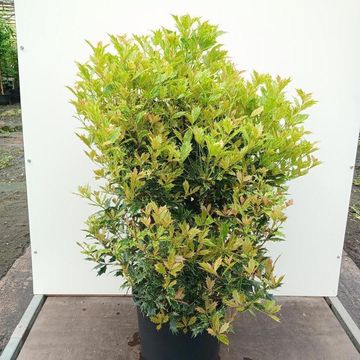 Osmanthus heterophyllus 'Goshiki'