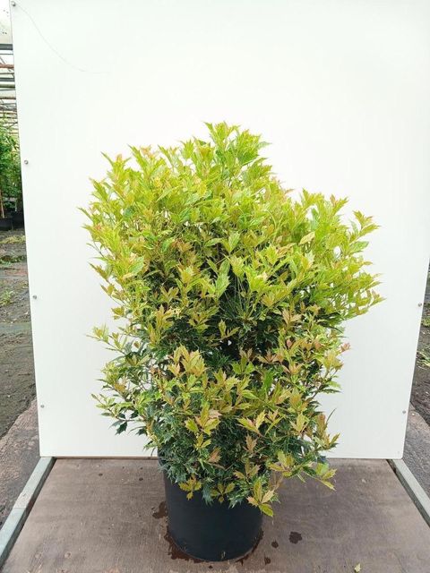 Osmanthus heterophyllus 'Goshiki'