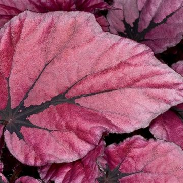 Begonia BELEAF INDIAN SUMMER